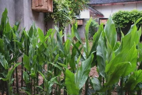 田間珍寶 地上酷似生姜、營養(yǎng)堪比人參的野生野菜