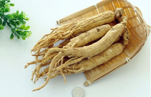 園參、林下山參與西洋參的共同點