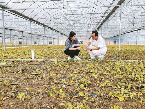 柘榮注入科技，一根參茁壯成長 西洋參產業的現代轉型