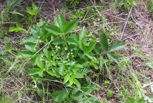 雞爪參 葉子是美味野菜，根部是珍貴黑參
